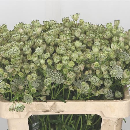 Astrantia Shaggy