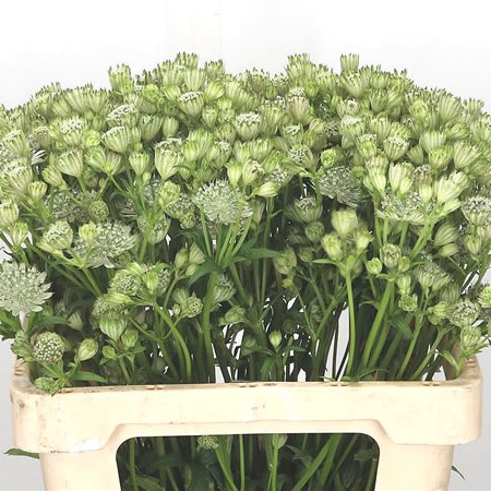 Astrantia Shaggy