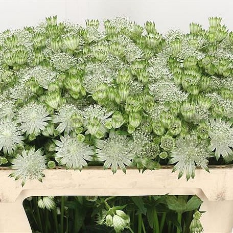 Astrantia Shaggy