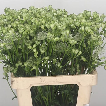 Astrantia Shaggy