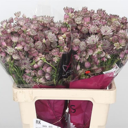 Astrantia Star Of Africa