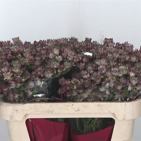 Astrantia Star Of Africa
