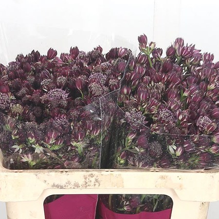Astrantia Star Of Beauty
