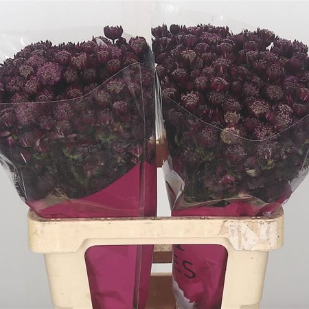 Astrantia Star Of Fire Bordeaux