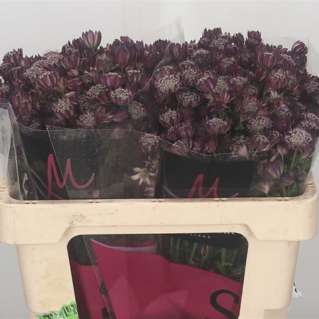 Astrantia Star Of Flame
