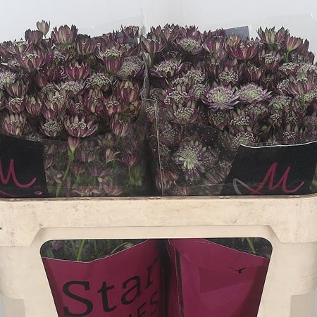 Astrantia Star Of Flame