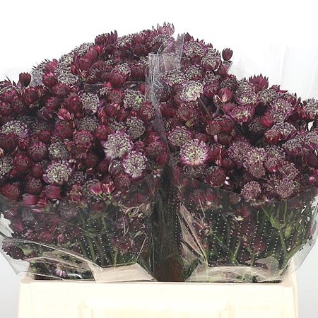 Astrantia Star Of Love