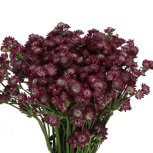 Astrantia Star of Desire