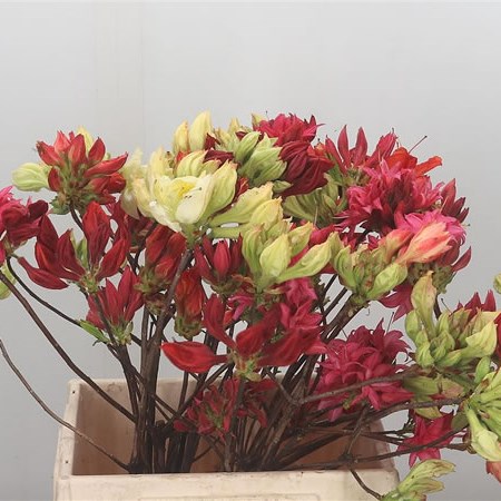 Azalea Mix