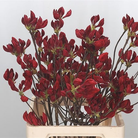 Azalea Red