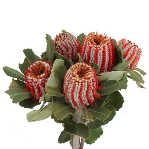 BANKSIA COCCINEA