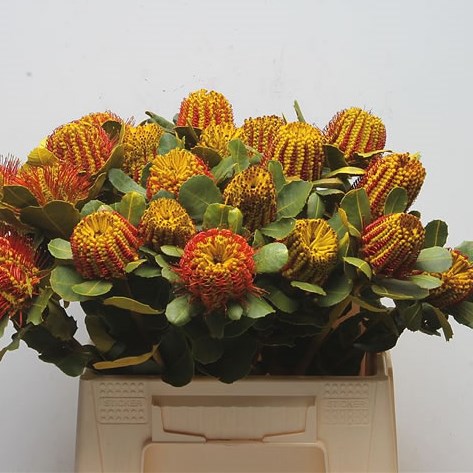 BANKSIA COCCINEA DYED YELLOW