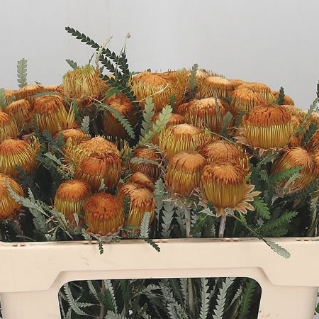 BANKSIA DRYANDRA