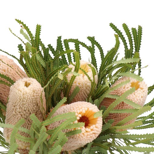BANKSIA HOOKERANA
