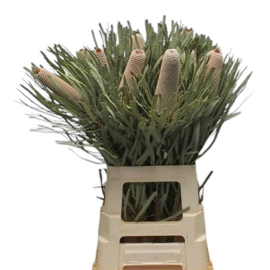 BANKSIA HOOKERANA (SMALL)