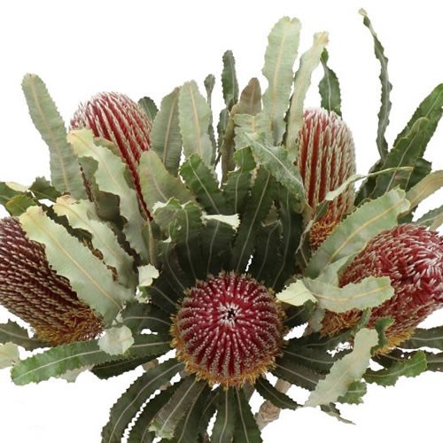 BANKSIA MENZIESII