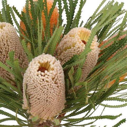 BANKSIA PRIONOTES