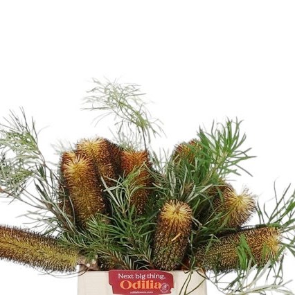 BANKSIA SPINULOSA