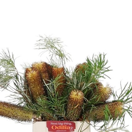 BANKSIA SPINULOSA