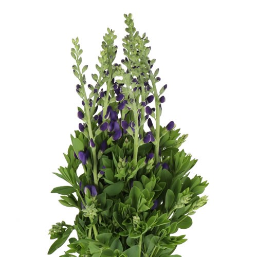 BAPTISIA AUSTRALIS