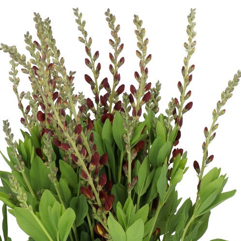 BAPTISIA AUSTRALIS DUTCH CHOCOLATE