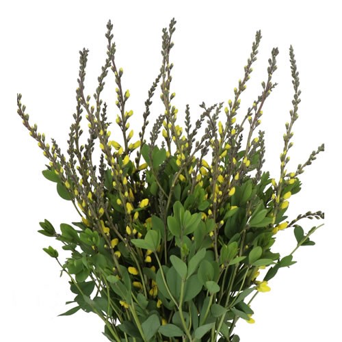 BAPTISIA LIGHT YELLOW