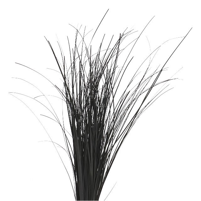 BEARGRASS DYED BLACK
