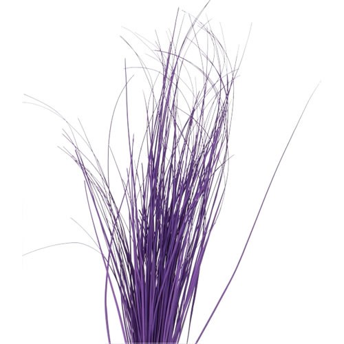 BEARGRASS DYED PURPLE