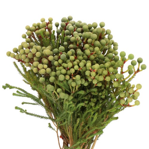 BERZELIA ABROTANOIDES