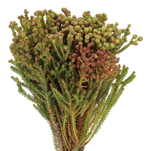 BERZELIA GALPINII