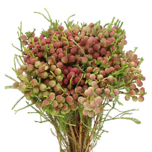 BERZELIA LANUGINOZA RED