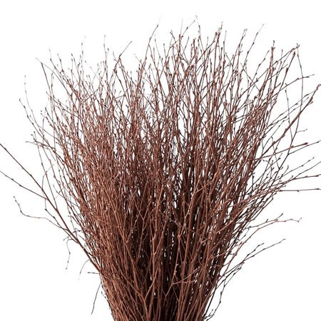 BETULA DYED BROWN