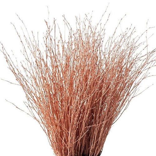 BETULA DYED COPPER
