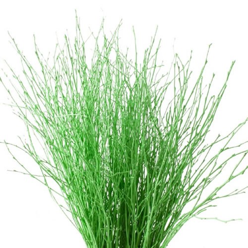 BETULA DYED GREEN