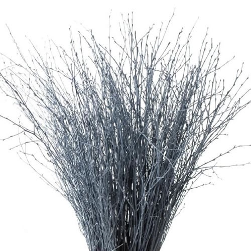 BETULA DYED GREY