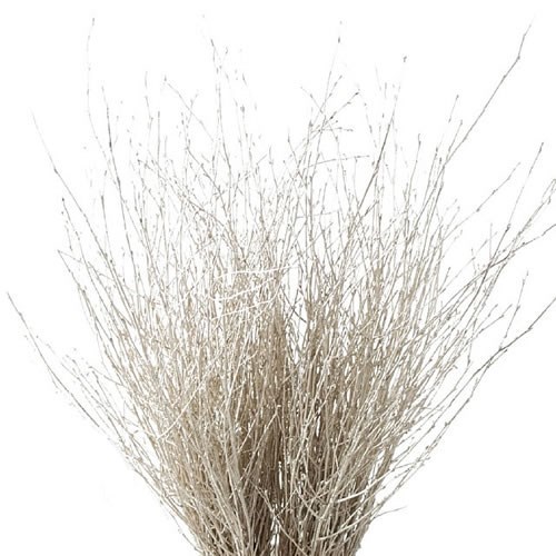 BETULA DYED PLATINA