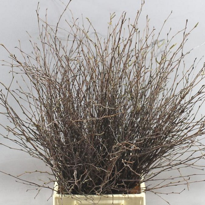 BETULA PENDULA NATURAL