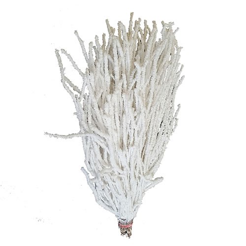 BETULA SNOW EFFECT