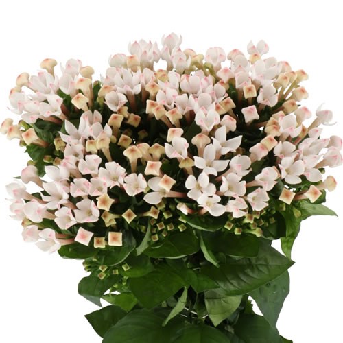 BOUVARDIA BLOSSOM