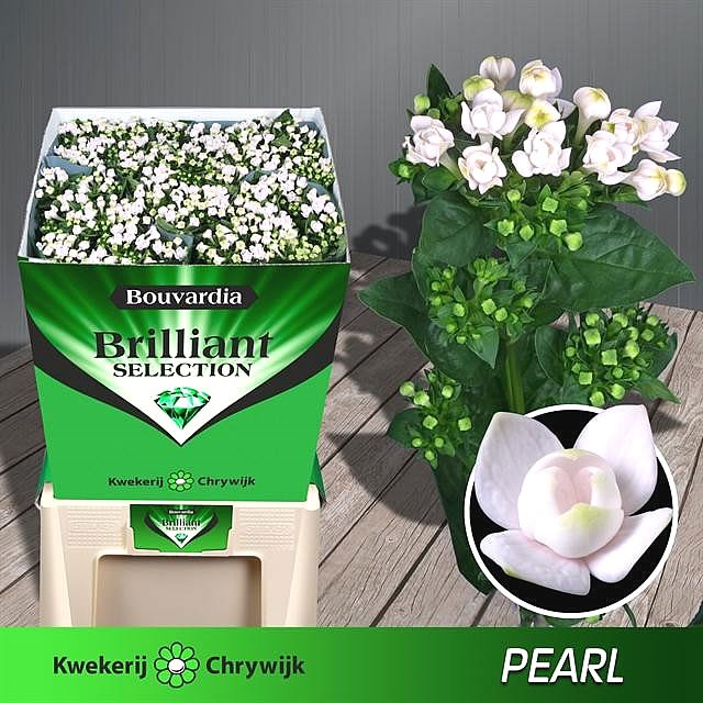 BOUVARDIA DBL. DIAMOND PEARL