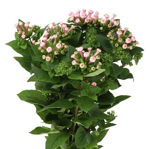 BOUVARDIA DBL. DIAMOND PRINCIE