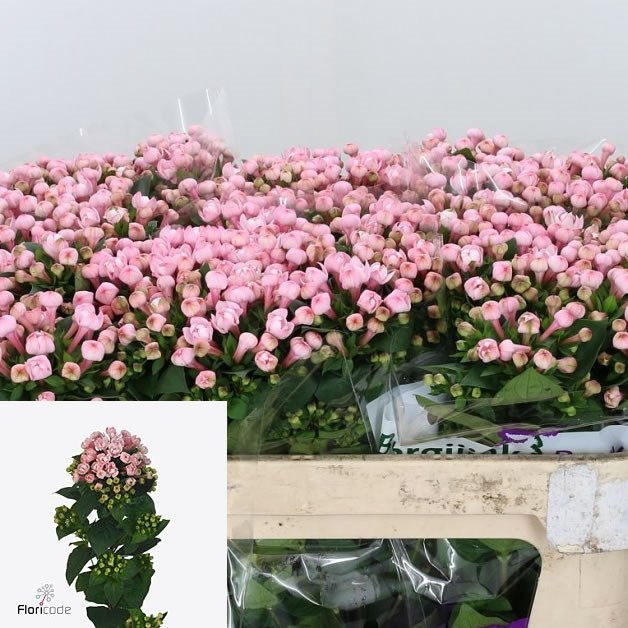 BOUVARDIA DIAMOND PRINCIE