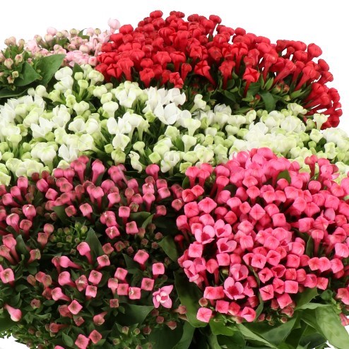 BOUVARDIA MIX