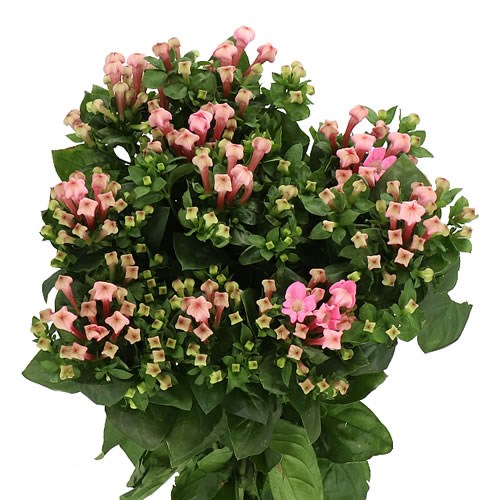 BOUVARDIA PINK JEWEL