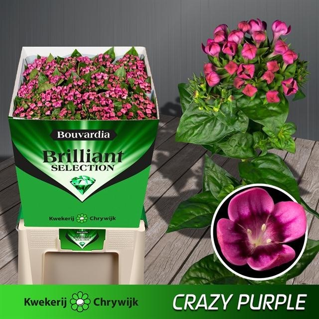 BOUVARDIA SGL. ROYAL PURPLE