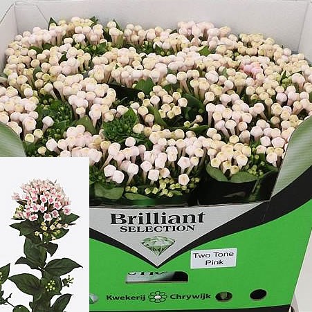 BOUVARDIA ROYAL TWO TONE PINK