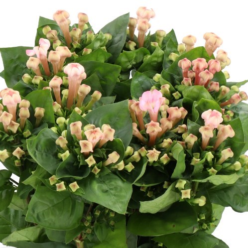 BOUVARDIA SWEET JEWEL