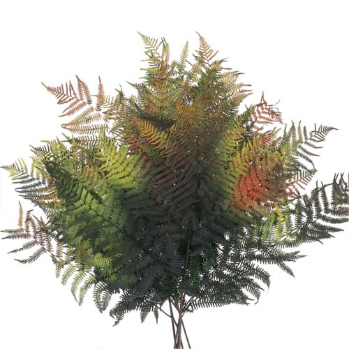BRACKEN FERN PRESERVED AUTUMN