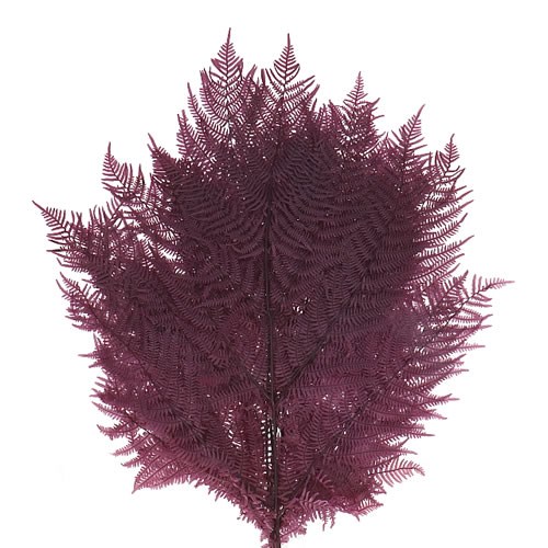 BRACKEN FERN PRESERVED BLUE BERRY