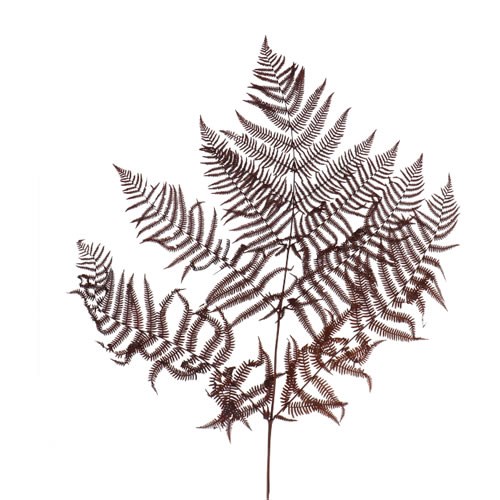 BRACKEN FERN PRESERVED BROWN